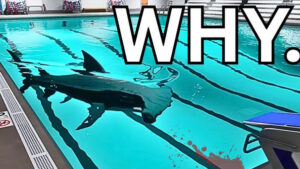 Sharks and Minnows